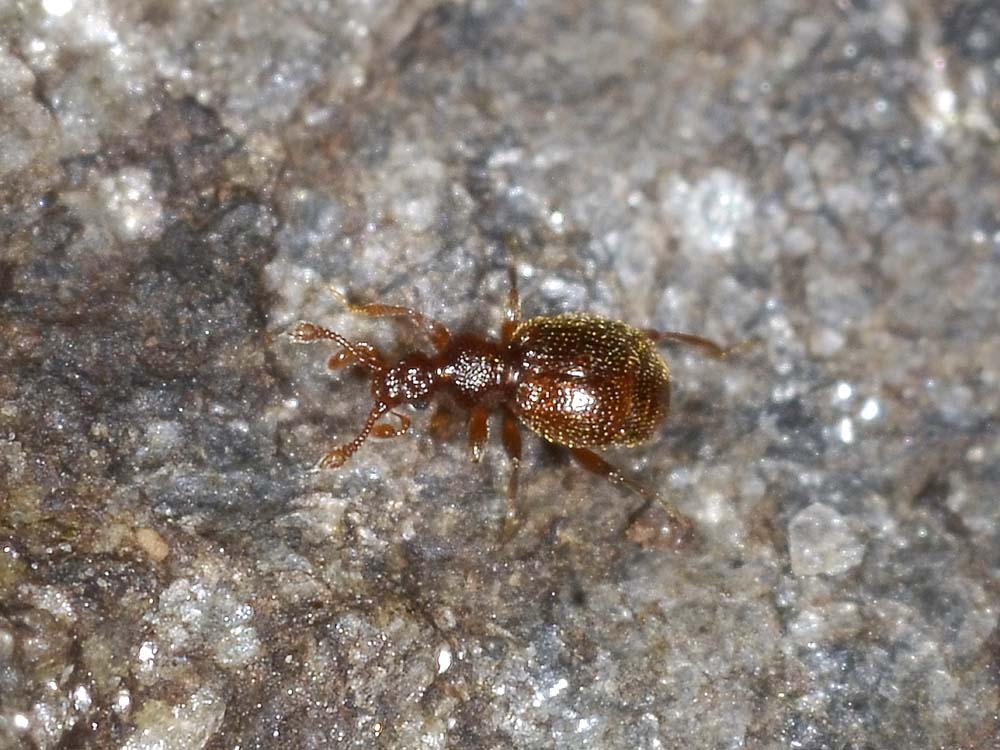 Pselaphidae da id.